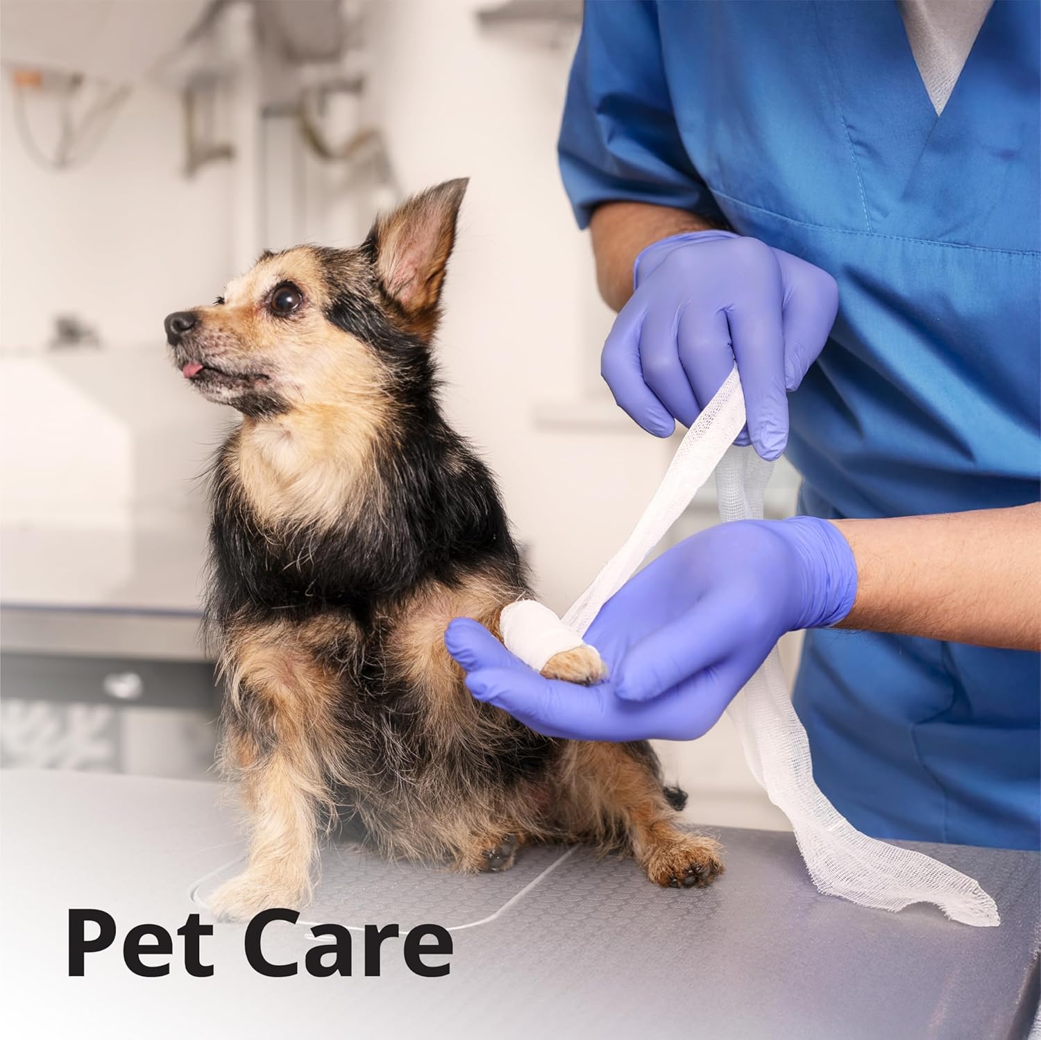 Dog receiving a medical attention from a veterinarian wearing purple gloves